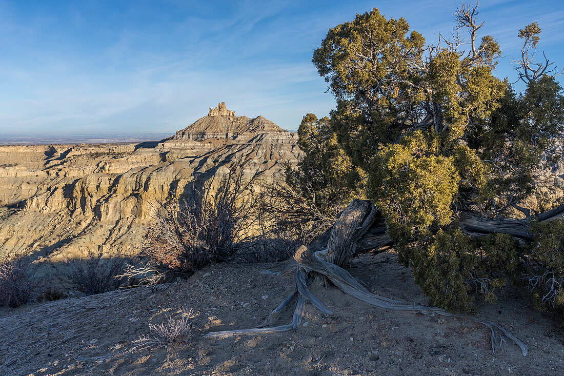 Angel Peak Scenic Area in der Nähe von Bloomfield, New Mexico. Ein uralter knorriger Wacholderbaum mit Angel Peak im Hintergrund über dem Kutz Canyon