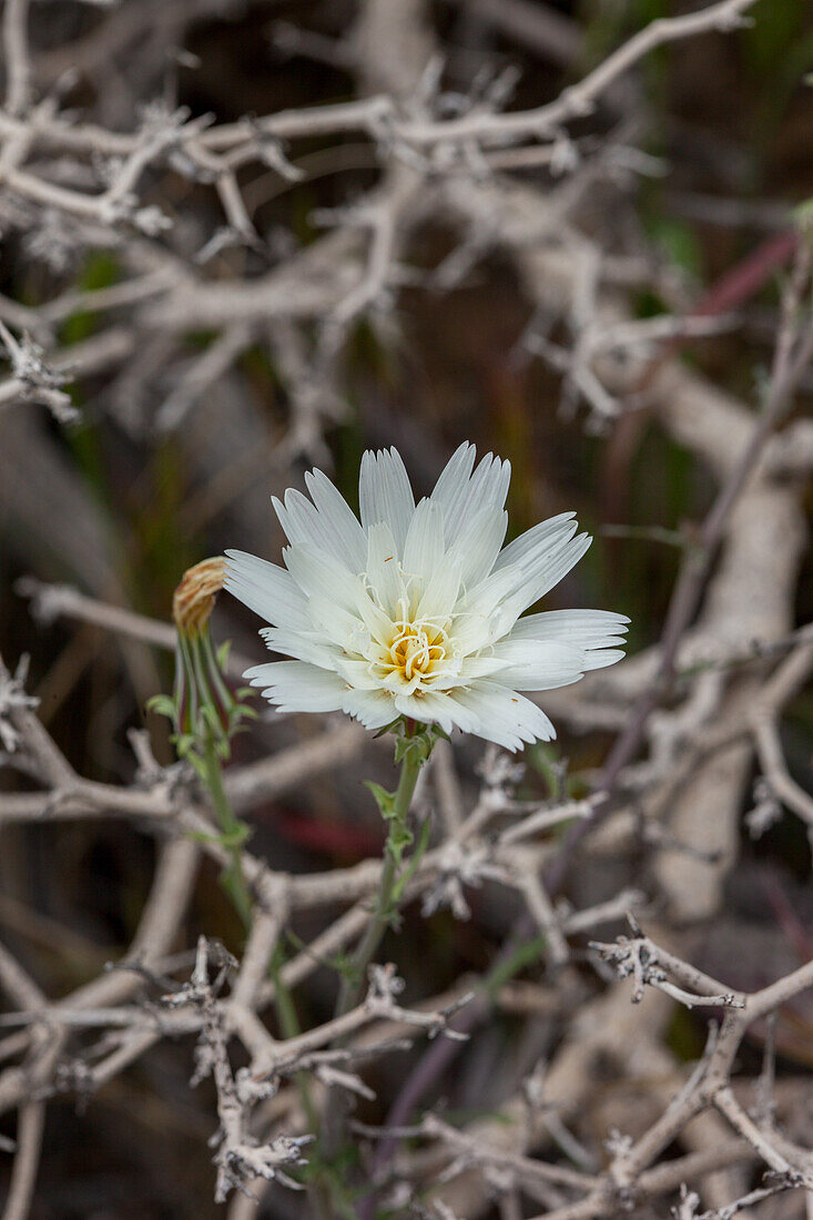 Gravel Ghost, Atrichoseris platyphylla, in bloom in spring in the Mojave Desert in Death Valley National Park, California.