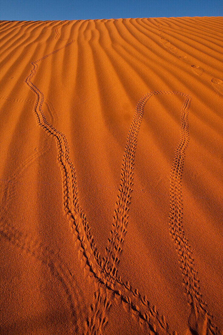 Beetle tracks in the red sand dunes in the Monument Valley Navajo Tribal Park in Arizona.