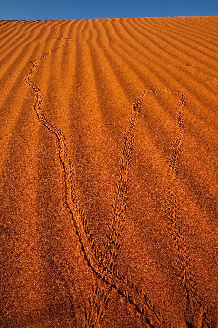 Käferspuren in den roten Sanddünen im Monument Valley Navajo Tribal Park in Arizona