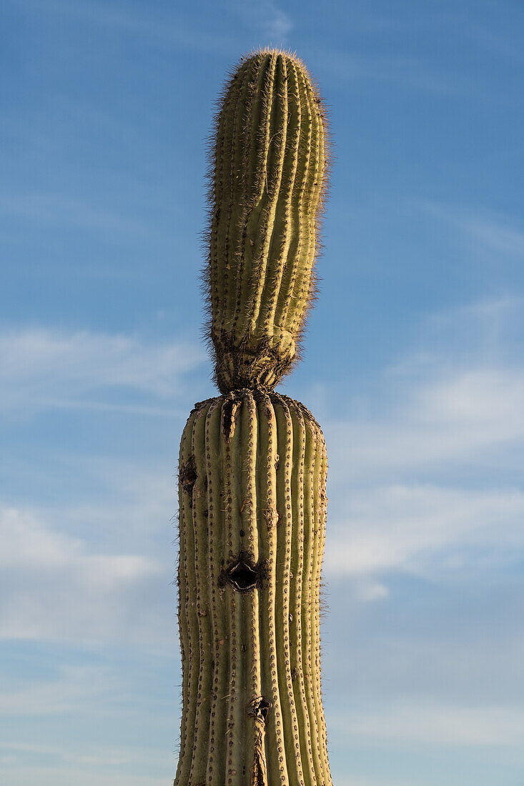 Ein Saguaro-Kaktus, Carnegiea gigantea, mit einer Vogelnisthöhle auf dem Gelände der Mission San Xavier del Bac, Tucson Arizona