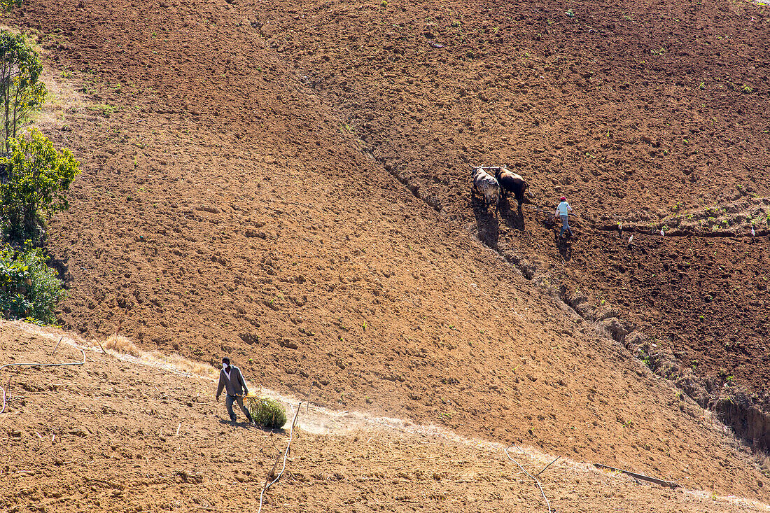 Plowing with oxen on a farm near Constanza in the Dominican Republic. Most of the vegetables in the country are raised here.