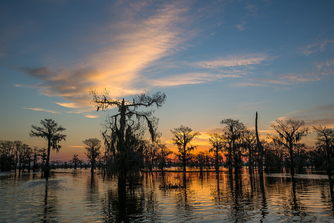 Colorful skies at sunrise over bald cypress trees in a lake in the Atchafalaya Basin in Louisiana.