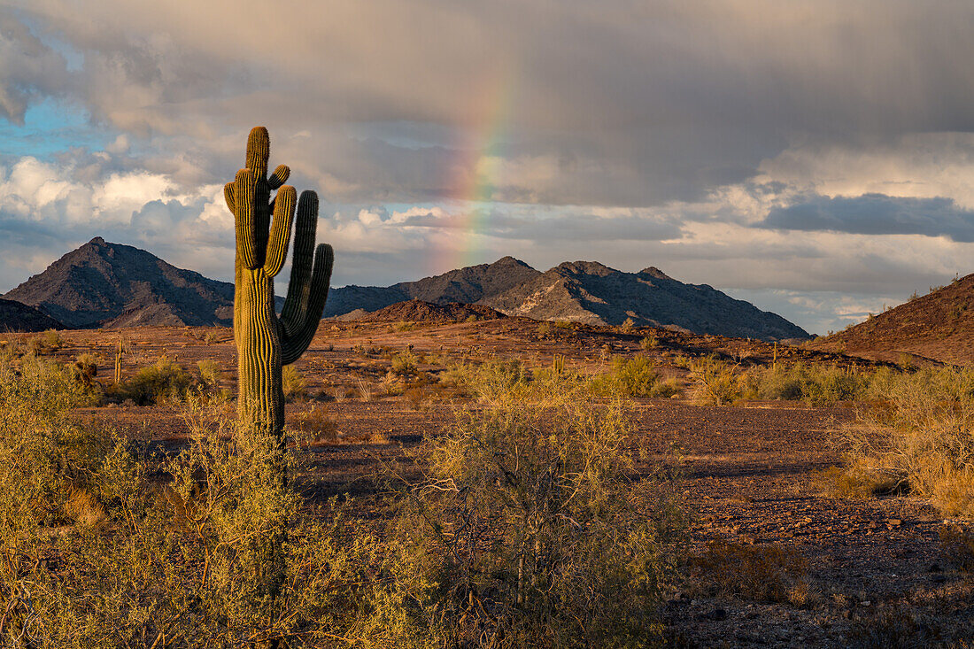 Saguaro-Kaktus und ein Regenbogen über den Plomosa Mountains in der Sonoran-Wüste bei Quartzsite, Arizona