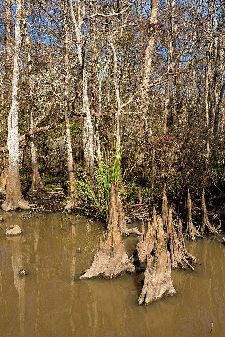 Zypressenknie und Sumpfzypressen im Dauterive-See im Atchafalaya-Becken oder -Sumpf in Louisiana