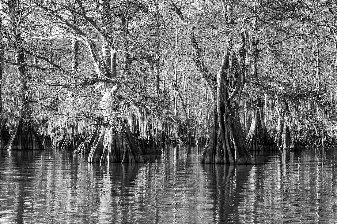 Old-growth bald cypress trees in Lake Dauterive in the Atchafalaya Basin or Swamp in Louisiana.