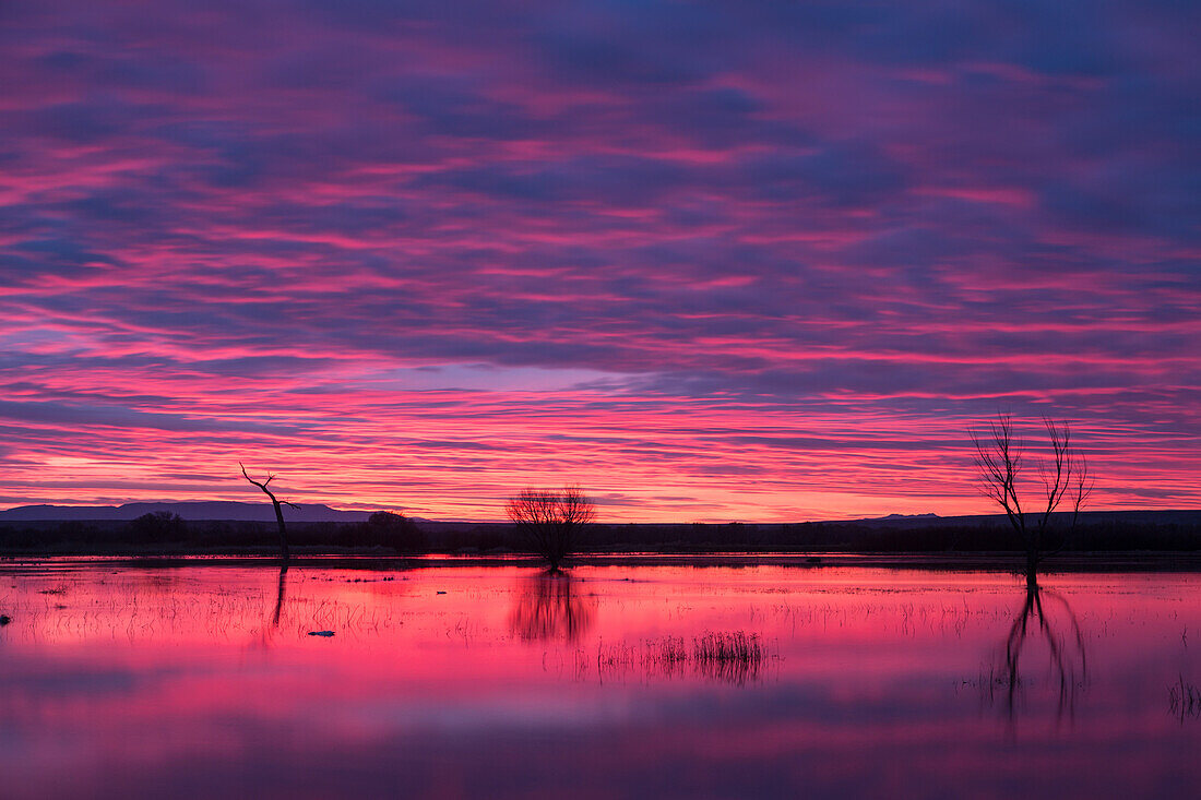 Farbenfrohe Wolken über einem Teich vor Sonnenaufgang im Bosque del Apache National Wildlife Refuge in New Mexico