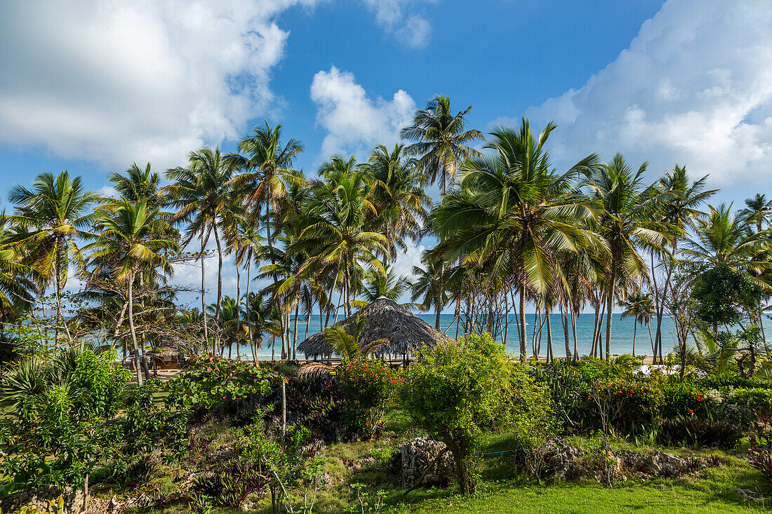 Palmen auf dem Gelände eines kleinen Hotels in Bahia de Las Galeras auf der Halbinsel Samana, Dominikanische Republik