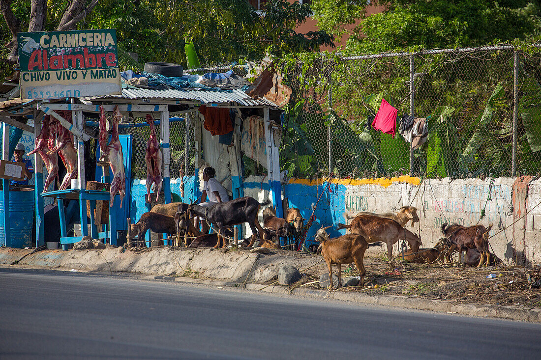 Goats awaiting being butchered and strung up for sale on a roadside in the Dominican Republic. Butchered carcasses can be seen hanging in the background. Goat, or chivo, is a very popular dish there.