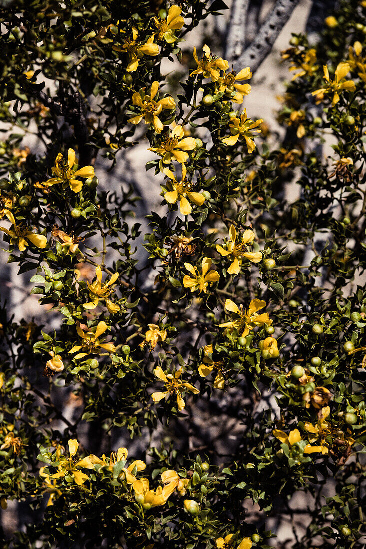 Creosote Bush or Greasewood, Larrea tridentata, in bloom in spring in Big Bend National Park in Texas.