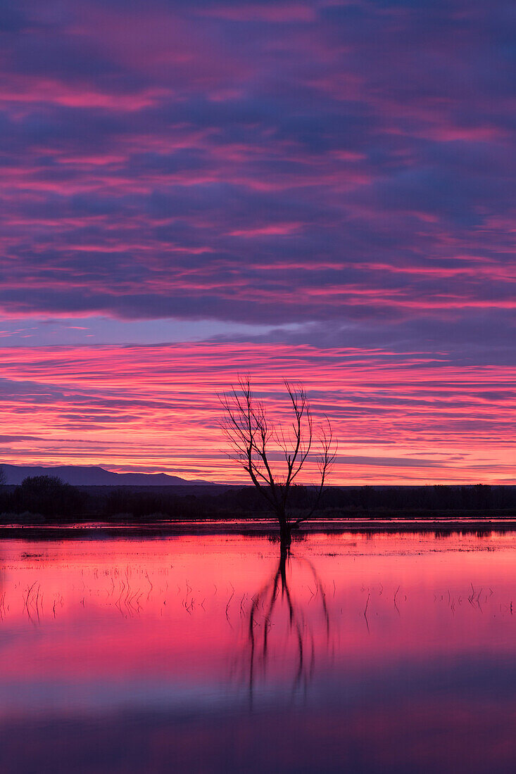 Colorful clouds over a pond before sunrise at Bosque del Apache National Wildlife Refuge in New Mexico.