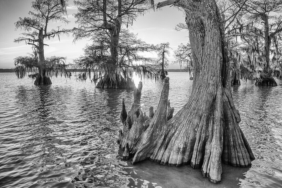 Spanish moss on old-growth bald cypress trees at sunset in Lake Dauterive in the Atchafalaya Basin in Louisiana.