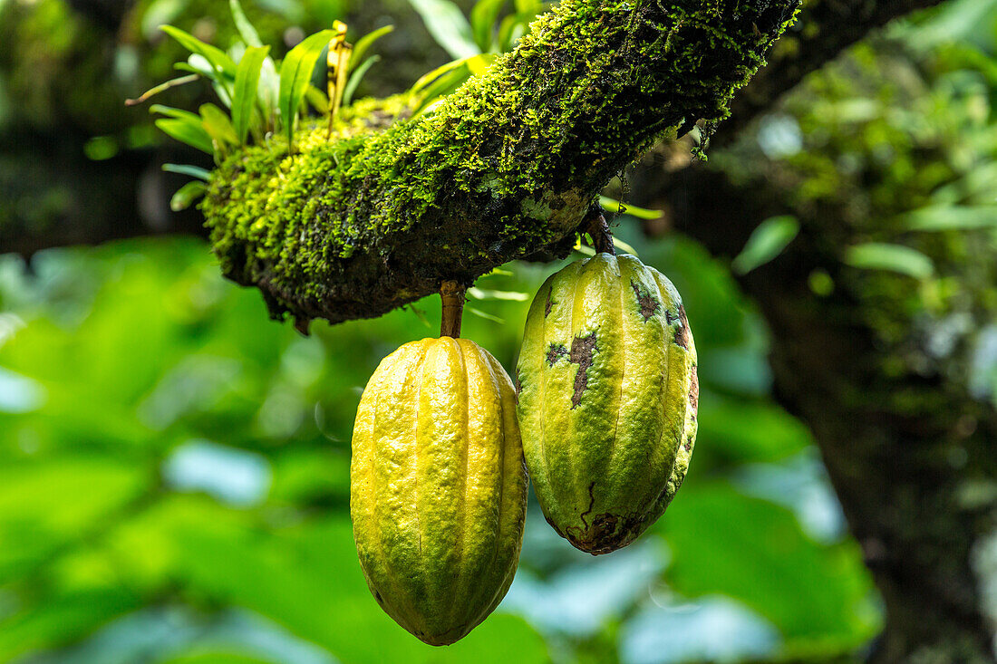 Cacao bean pods on a cacao plantation in the Dominican Republic.