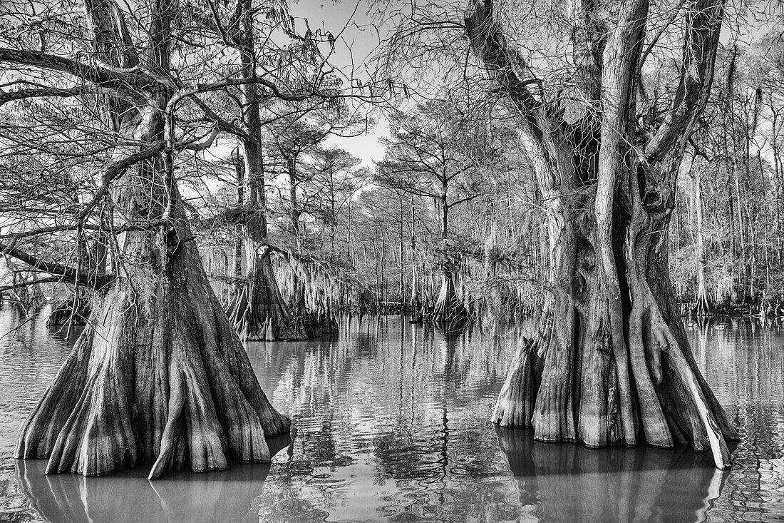 Old-growth bald cypress trees in Lake Dauterive in the Atchafalaya Basin or Swamp in Louisiana.