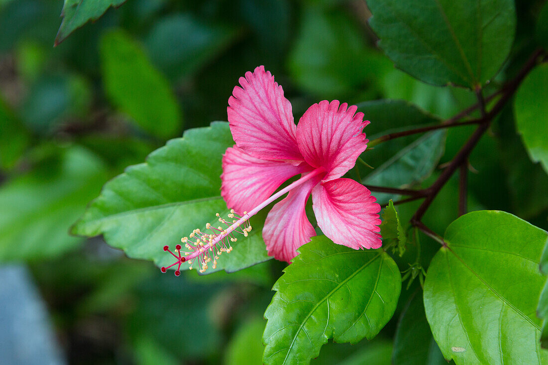 Hibiscus flower, Hibiscus rosa-sinensis, in bloom at Bahia de Las Galeras on the Samana Peninsula, Dominican Republic.