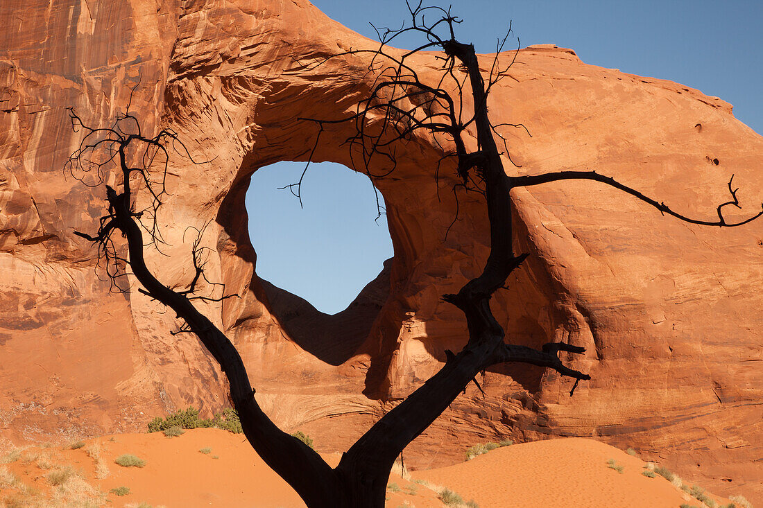 Ein toter Baumstumpf umrahmt den Ear of the Wind Arch im Monument Navajo Valley Tribal Park, Arizona