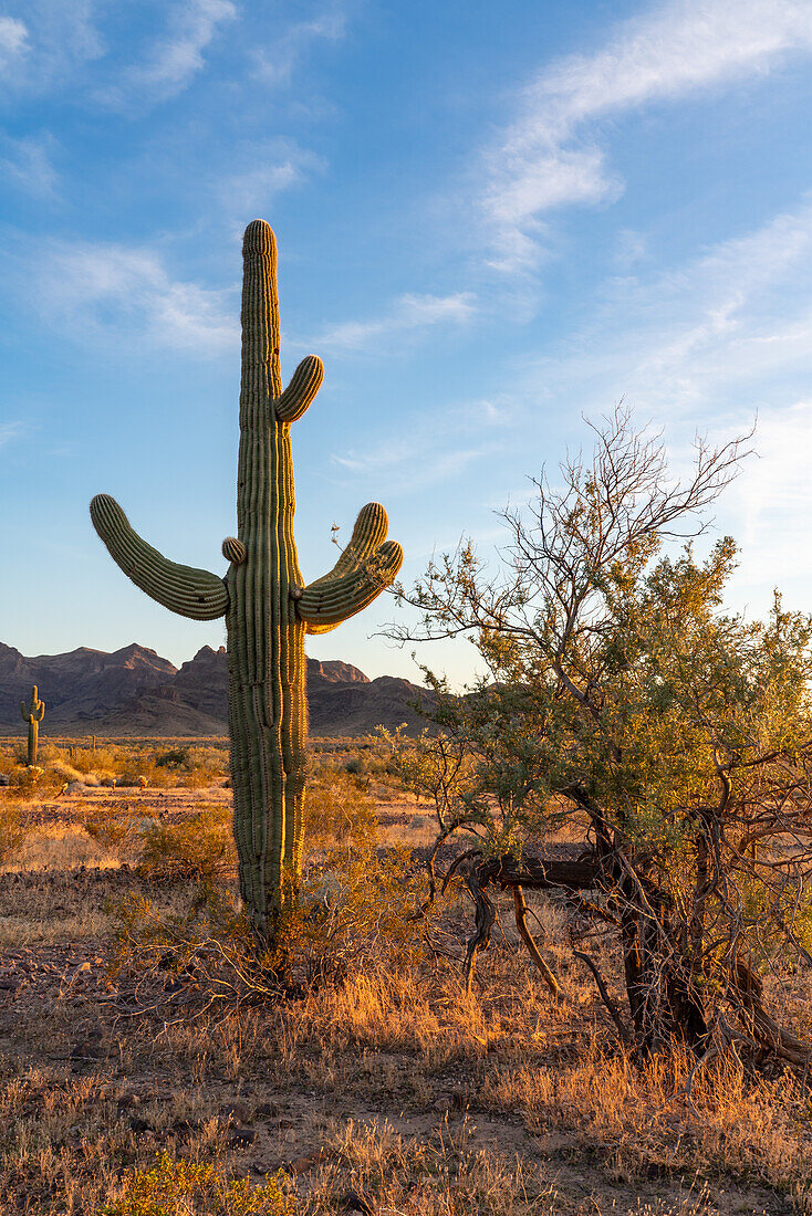 Ein Saguaro-Kaktus vor den Plomosa-Bergen in der Sonoran-Wüste bei Quartzsite, Arizona