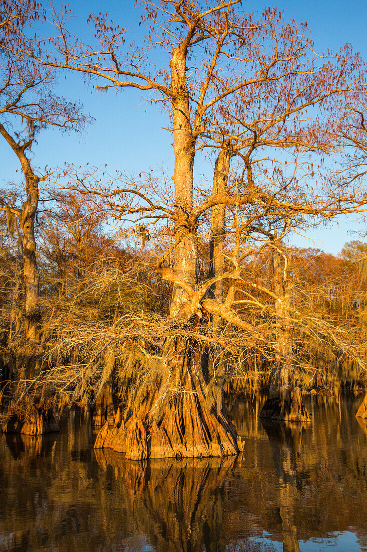 Old-growth bald cypress trees in Lake Dauterive in the Atchafalaya Basin or Swamp in Louisiana.