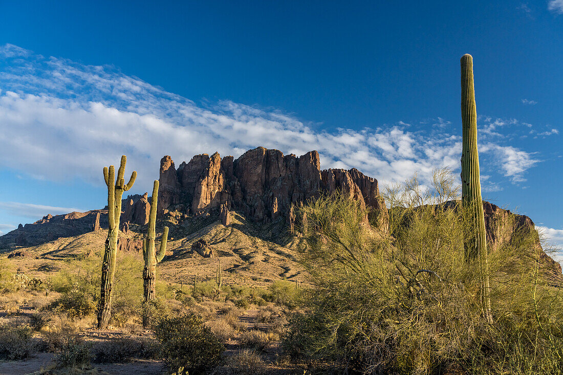 Palo verde-Bäume, Saguaro-Kakteen und Superstition Mountain. Lost Dutchman State Park, Apache Junction, Arizona