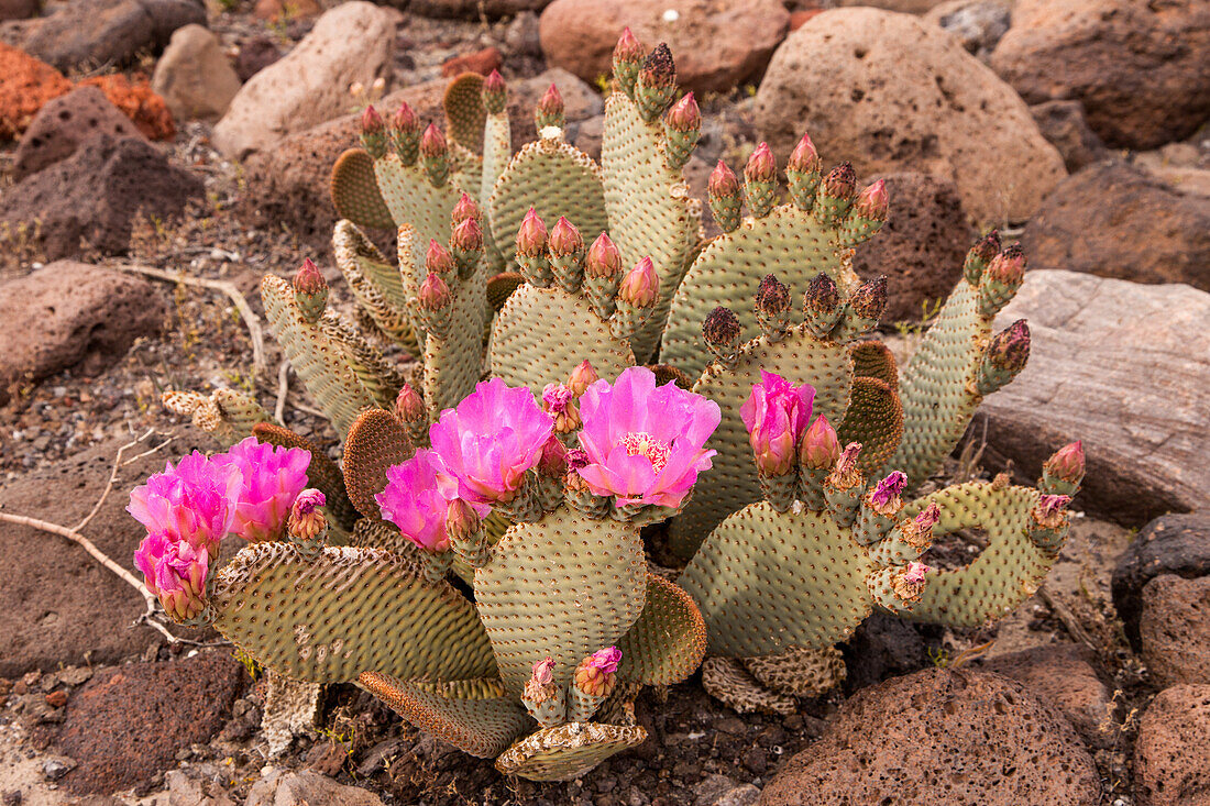 Beavertail Cactus, Opuntia basilaris, in bloom in spring in Death Valley National Park in the Mojave Desert in California.