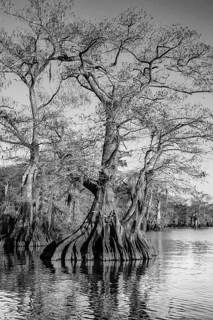 Old-growth bald cypress trees in Lake Dauterive in the Atchafalaya Basin or Swamp in Louisiana.