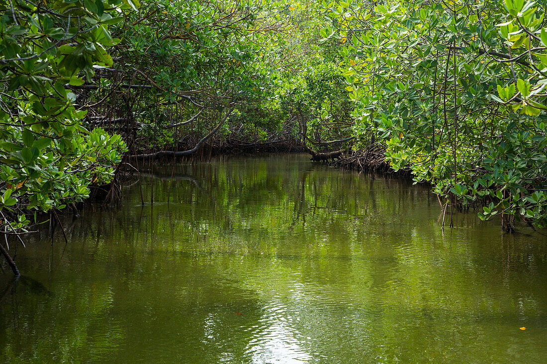 Red Mangrove forest, Rhizophora mangle, in swampy salt marshes in the Monte Cristi National Park, Dominican Republic.