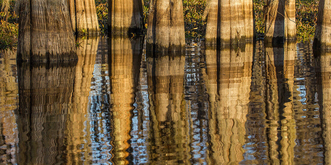 Bald cypress tree trunks reflected in a lake in the Atchafalaya Basin in Louisiana.