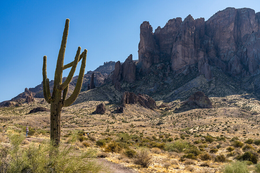 Saguaro-Kaktus und Superstition Mountain vom Lost Dutchman State Park, Apache Junction, Arizona