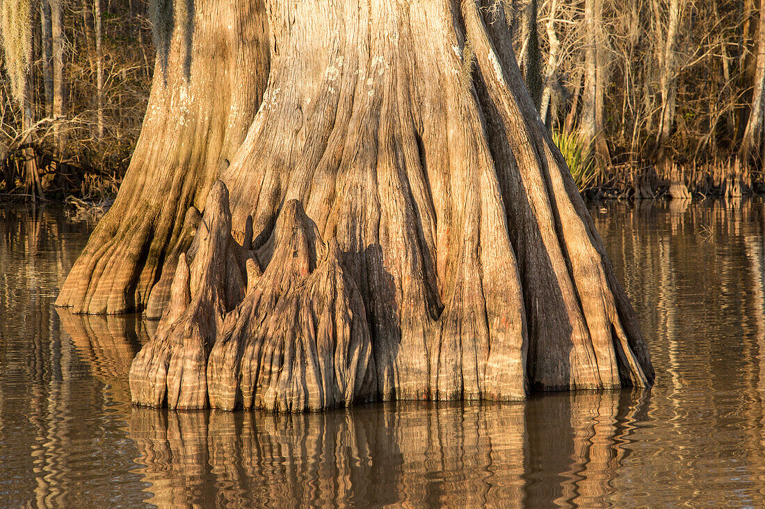 Ein alter Sumpfzypressenstamm mit Zypressenknien im Dauterive-See im Atchafalaya-Becken oder Sumpf in Louisiana