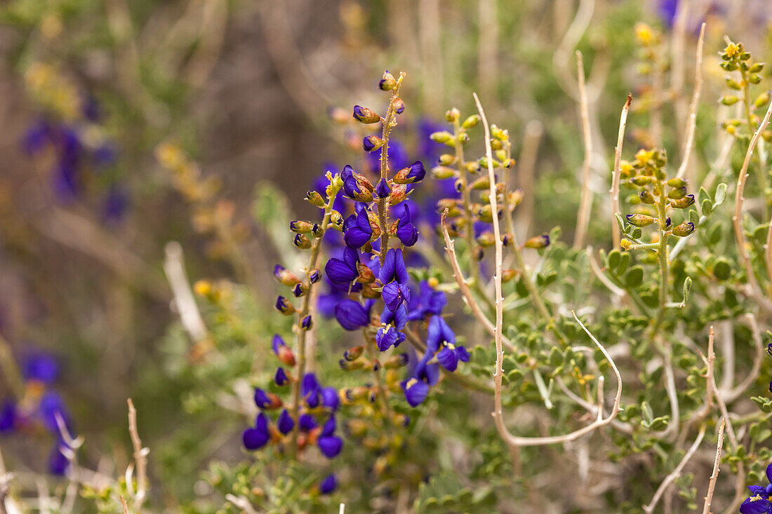 Mojave-Indigobusch, Psorothamnus arborescens, blüht im Frühjahr in der Mojave-Wüste im Death Valley National Park, Kalifornien