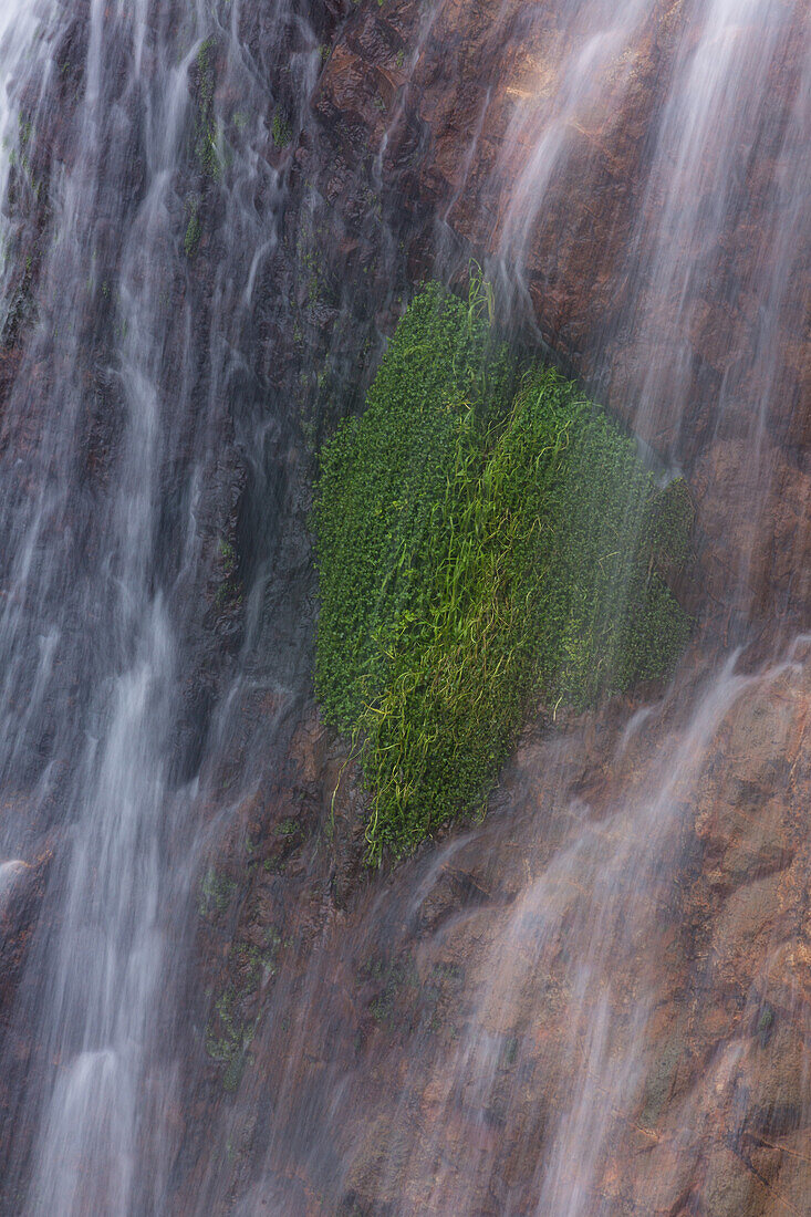 Plants behind the Salto de Aguas Blancas waterfall in the mountains of Valle Nuevo National Park in the Dominican Republic.