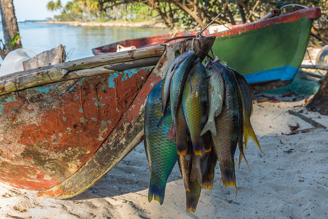 A fisherman's catch on his boat on the beach at Bahia de Las Galeras on the Samana Peninsula, Dominican Republic.