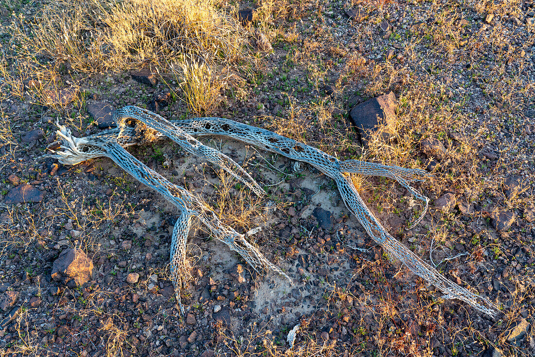 Cholla-Holz in der Sonoran-Wüste bei Quartzsite, Arizona