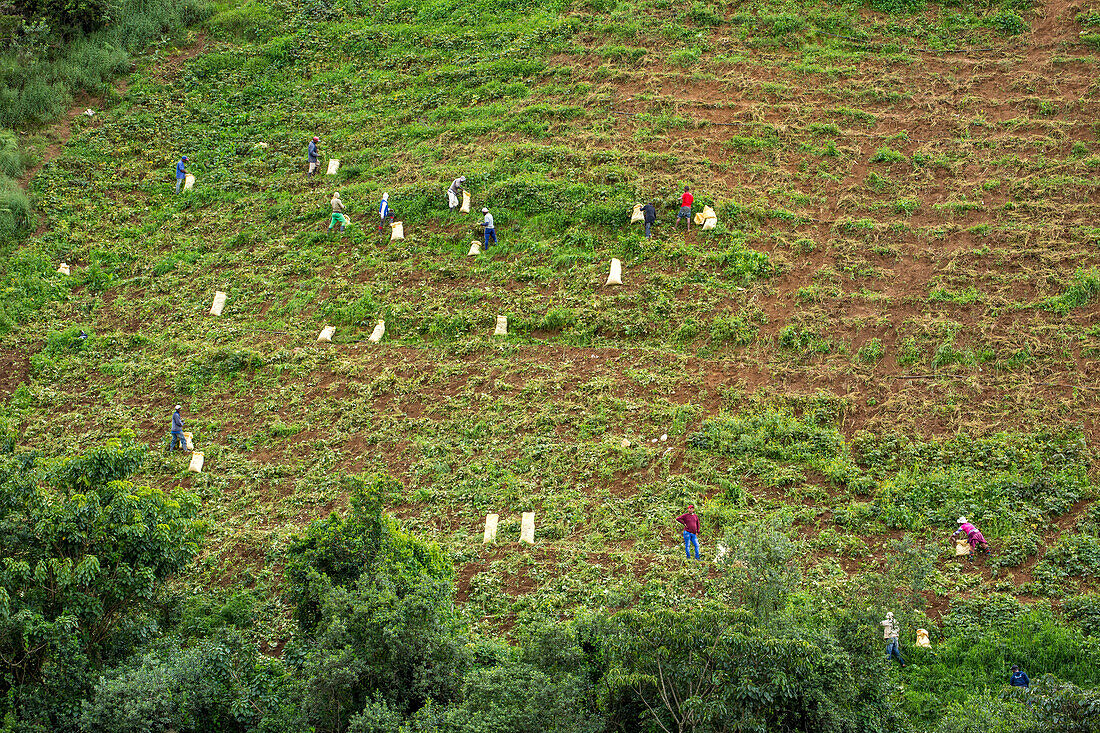 Arbeiter bei der Ernte auf einer Farm in den Bergen bei Constanza in der Dominikanischen Republik