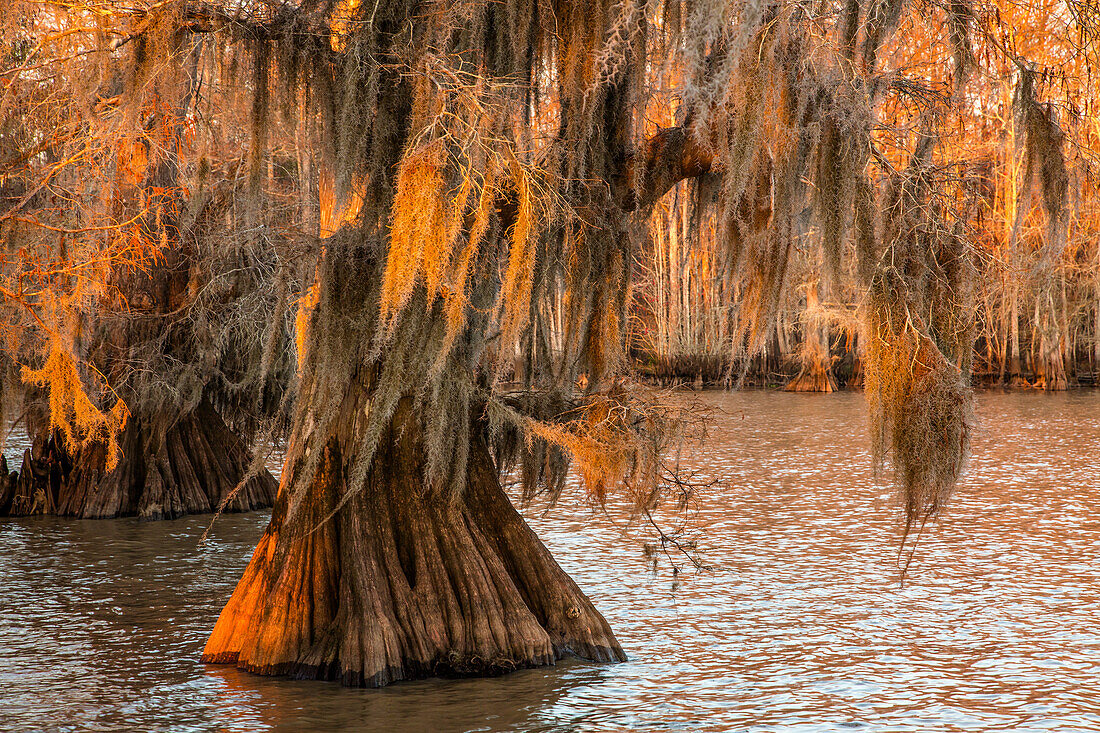 Spanish moss on old-growth bald cypress trees in Lake Dauterive in the Atchafalaya Basin in Louisiana.