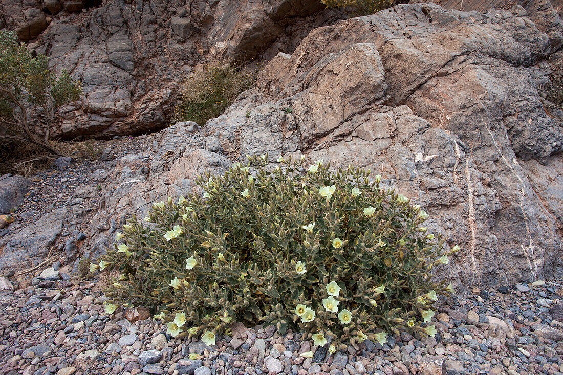 Felsennessel, Eucnide urens, blüht im Frühling im Death Valley National Park in der Mojave-Wüste in Kalifornien