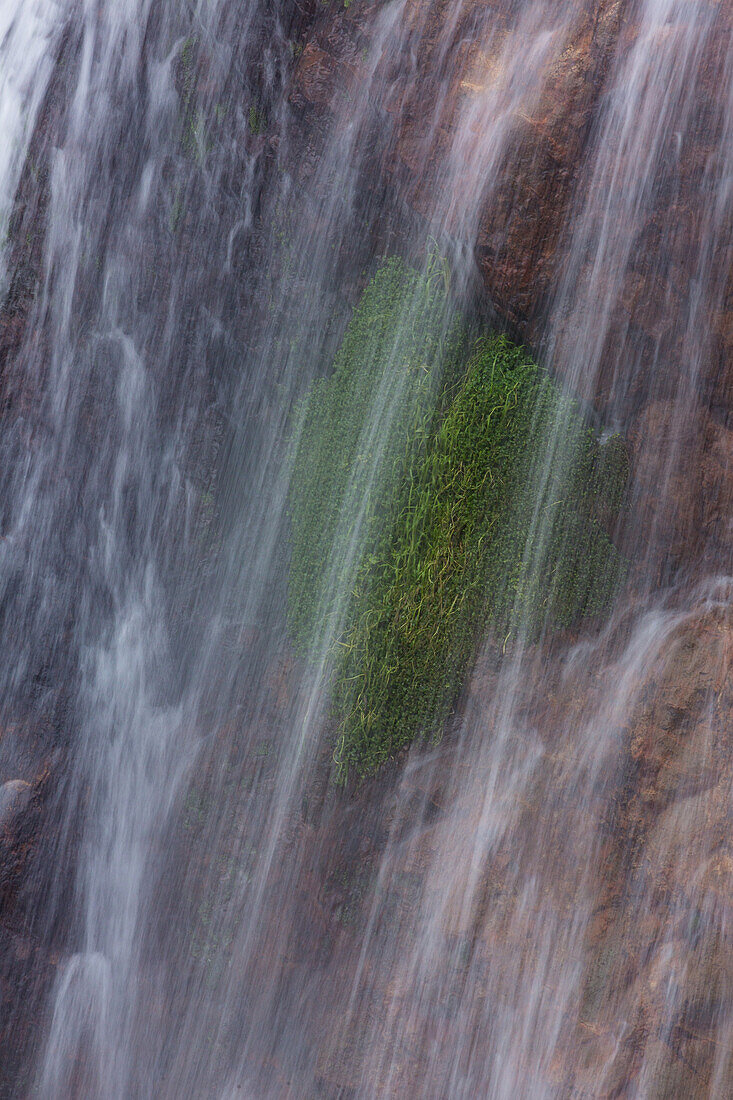 Pflanzen hinter dem Wasserfall Salto de Aguas Blancas in den Bergen des Nationalparks Valle Nuevo in der Dominikanischen Republik