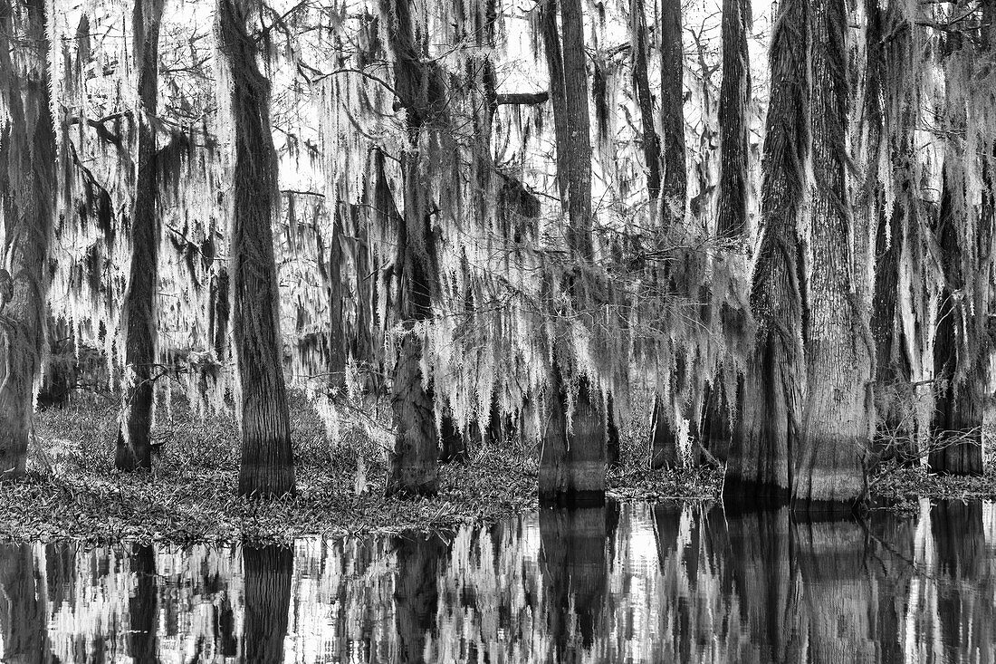 Bald cypress trees draped with Spanish moss in a lake in the Atchafalaya Basin in Louisiana. Invasive water hyacinth covers the water.