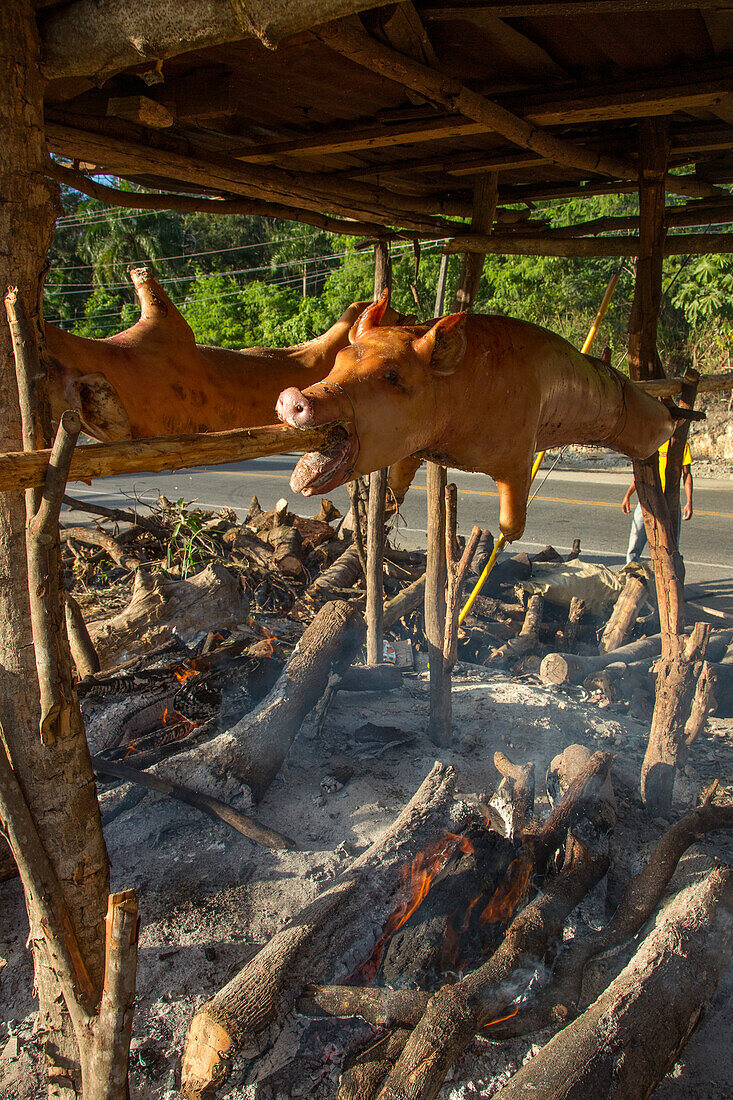 Braten von ganzen Schweinen auf Holzspießen über einem offenen Holzfeuer am Straßenrand in Haina, Dominikanische Republik