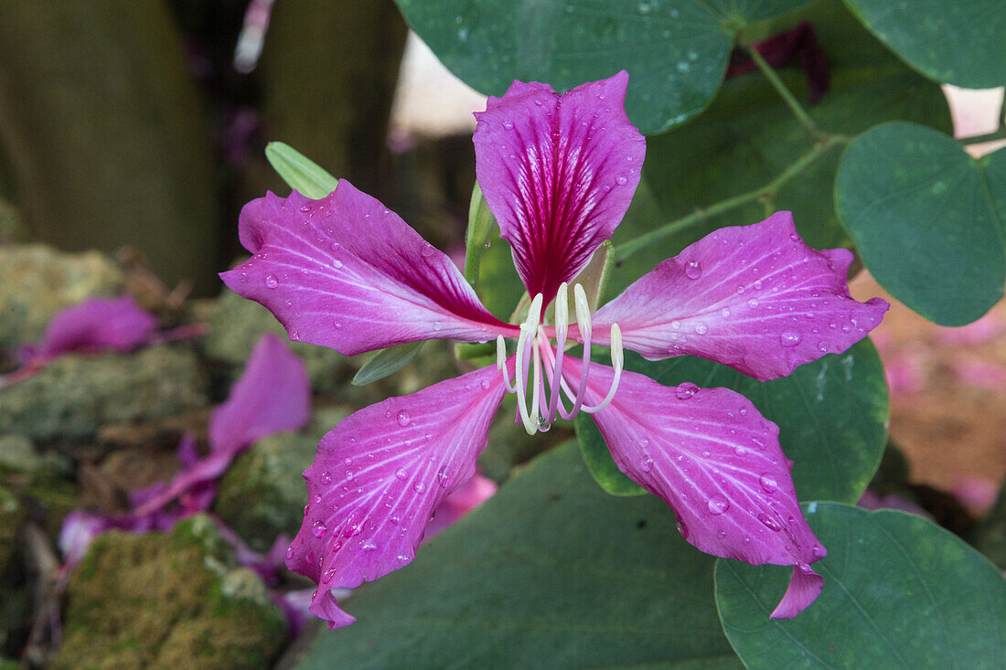 Blüte eines Orchideenbaums, Gattung Bauhinia, in der Nähe von Samana, Dominikanische Republik