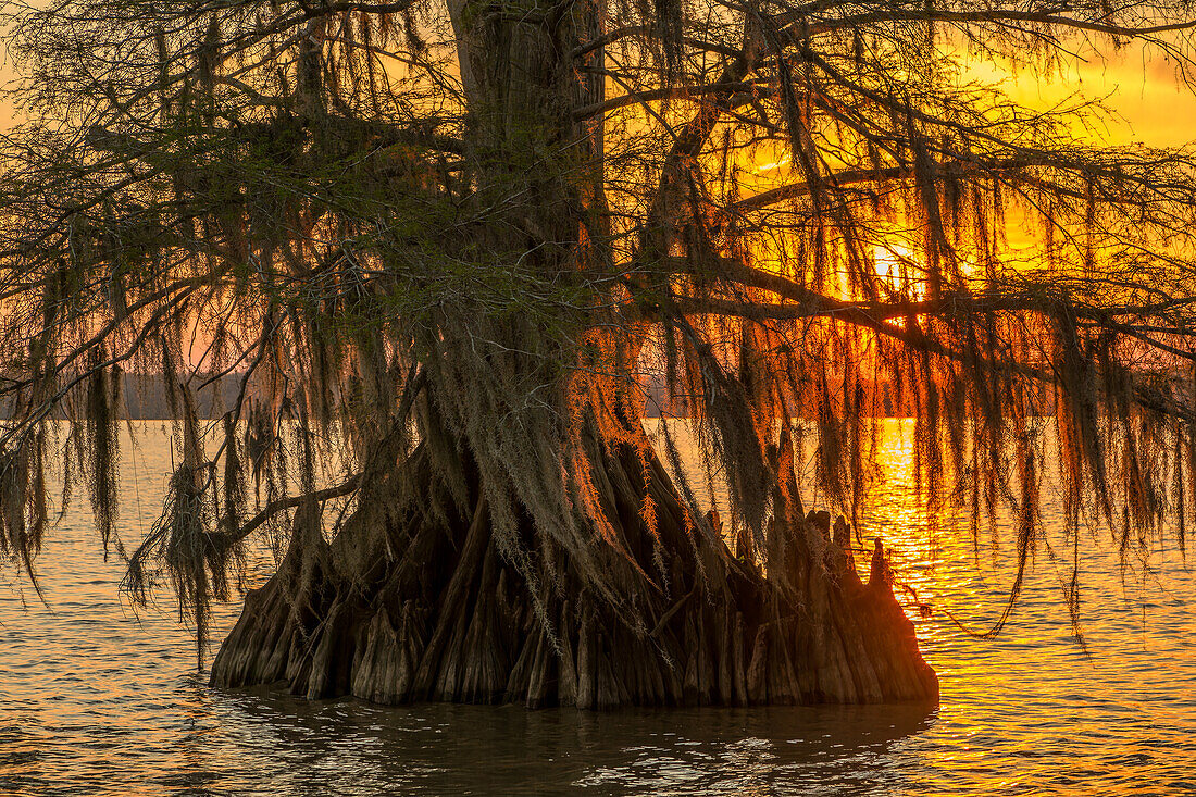 Spanisches Moos auf uralten Sumpfzypressen bei Sonnenuntergang im Dauterive-See im Atchafalaya-Becken in Louisiana