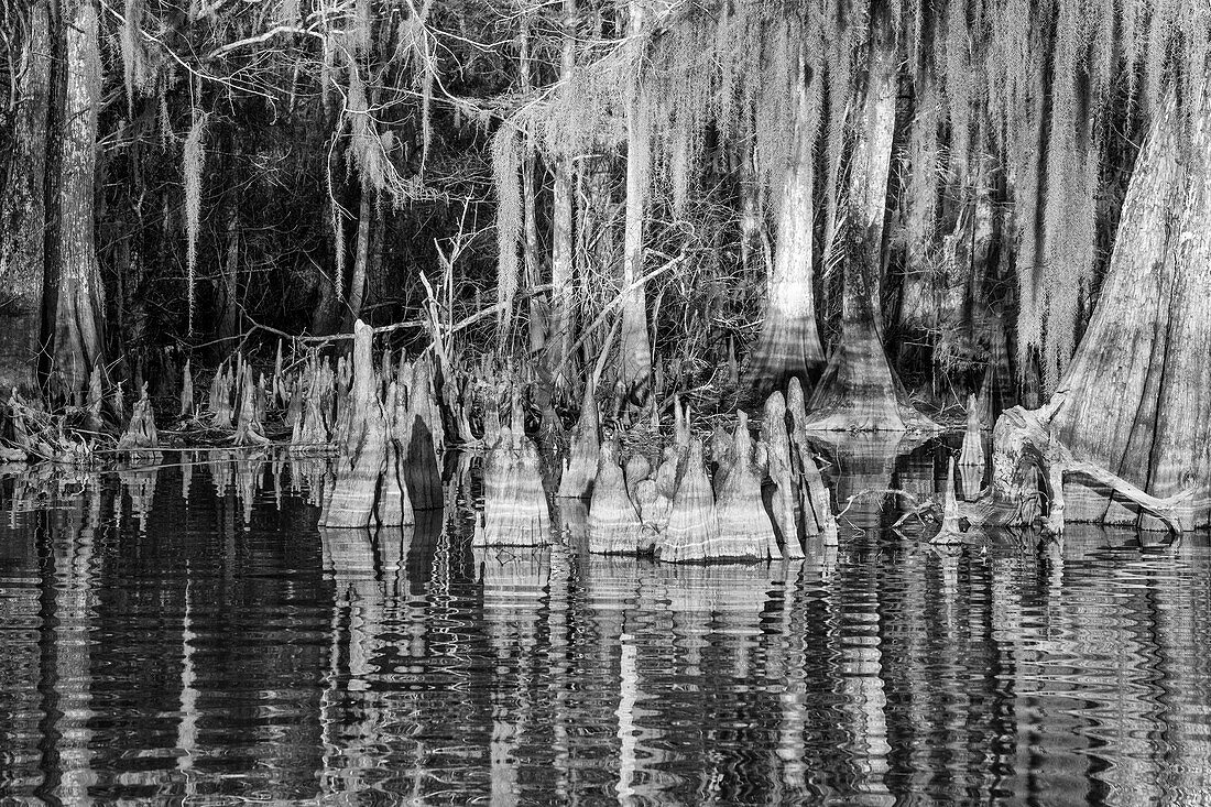 Cypress knees & Spanish moss on old-growth bald cypress trees in Lake Dauterive in the Atchafalaya Basin in Louisiana.