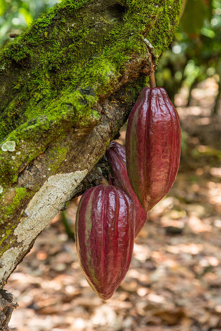 Cacao bean pods on a cacao plantation in the Dominican Republic.