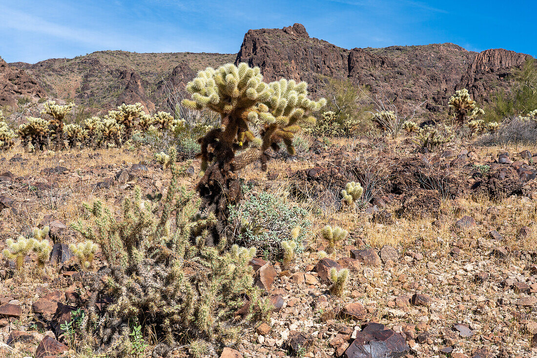 Buckhorn Cholla & Teddy Bear Cholla in the Sonoran Desert near Quartzsite, Arizona.