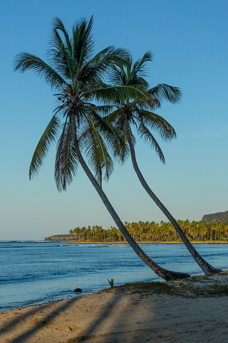 Kokosnusspalmen am Strand von Bahia de Las Galeras auf der Halbinsel Samana, Dominikanische Republik