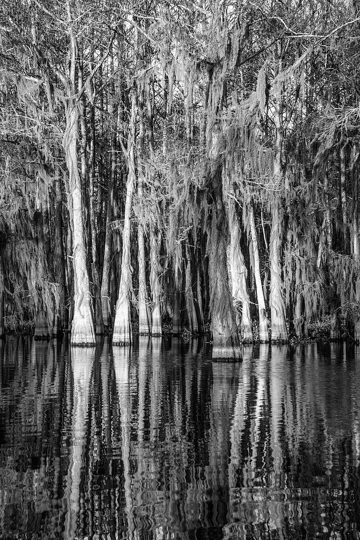Sunrise light on bald cypress trees draped with Spanish moss in a lake in the Atchafalaya Basin in Louisiana.