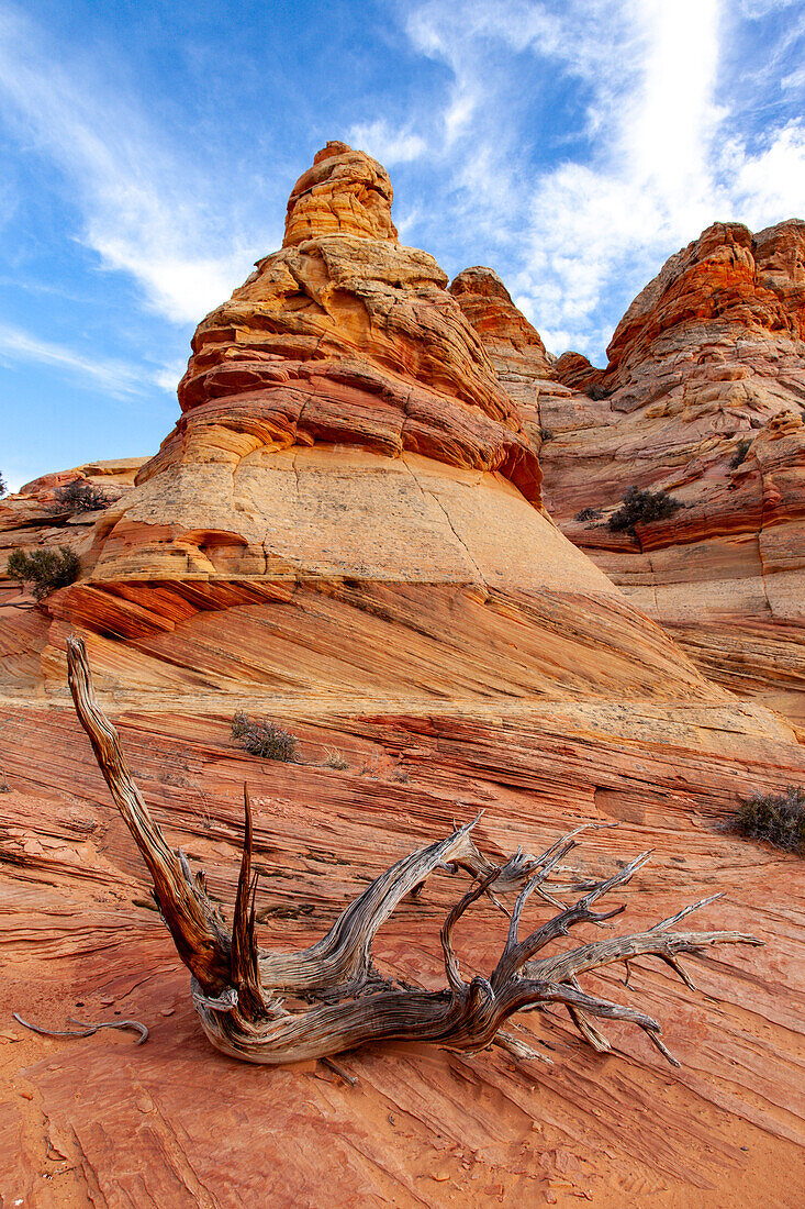 Ein toter Wacholderbaum vor einer Sandsteinformation in South Coyote Buttes, Vermilion Cliffs National Monument, Arizona