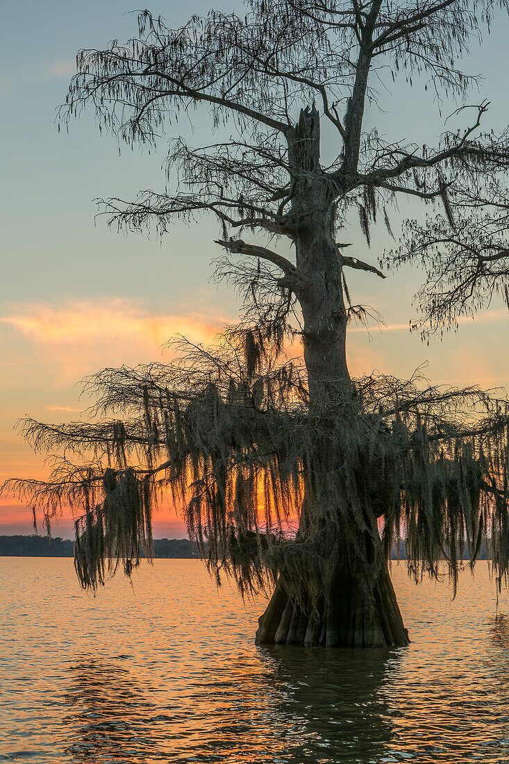 Spanisches Moos auf uralten Sumpfzypressen bei Sonnenuntergang im Dauterive-See im Atchafalaya-Becken in Louisiana