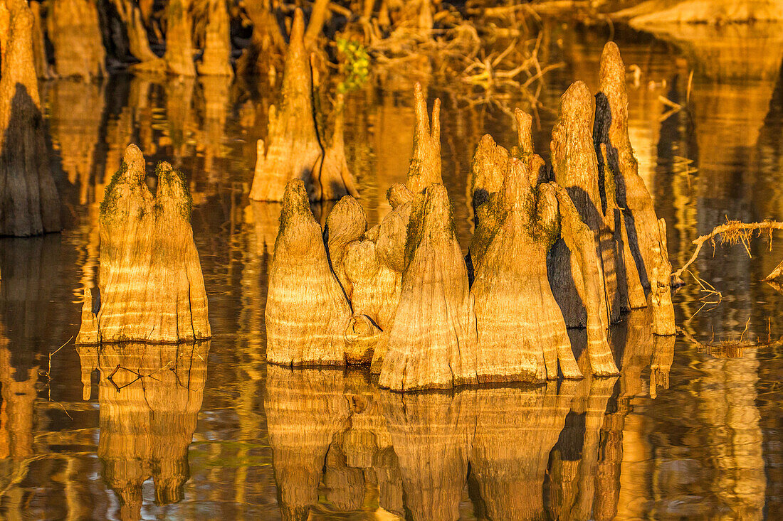 Cypress knees of bald cypress trees at sunset in Lake Dauterive in the Atchafalaya Basin or Swamp in Louisiana.