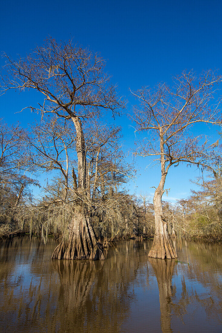 Altgewachsene Sumpfzypressen im Dauterive-See im Atchafalaya-Becken oder -Sumpf in Louisiana